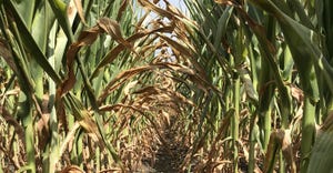 close-up of browning cornfield from drought