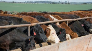 When will the feedlot inventories increase?