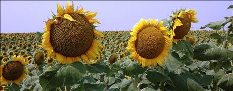 higher_sunflower_prices_possible_2017_1_636162006344213868.jpg