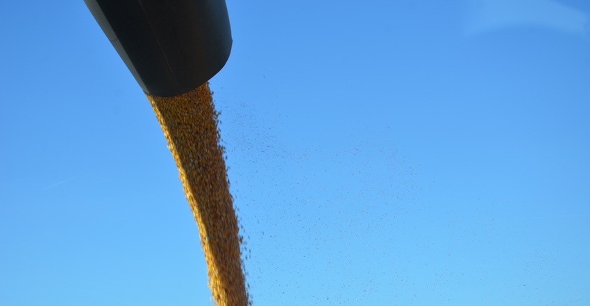 grain pouring from auger