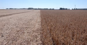 partially harvested soybean field