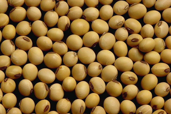 Why China Can't Avoid Needing More Soybeans From The USA