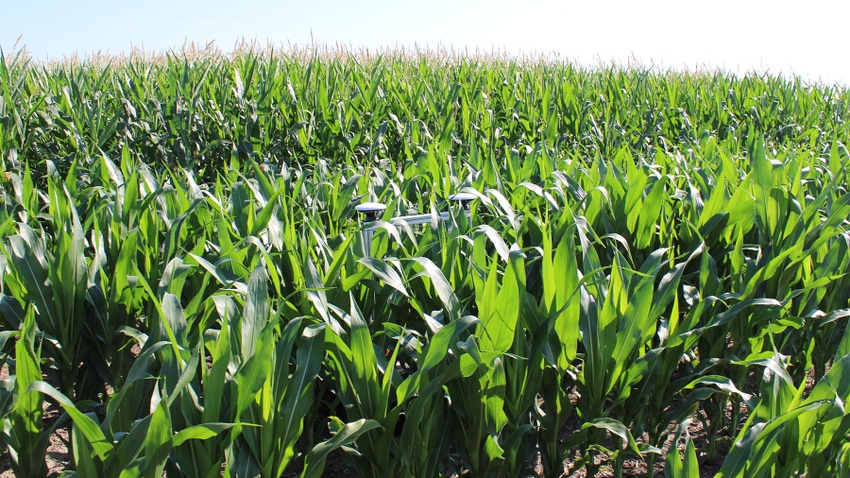 A top view of a cornfield with a metal robot peeking through the canopy