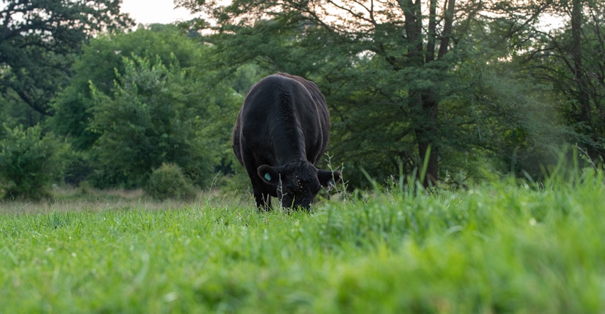 cow grazing in pasture