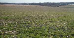 Field of cereal rye