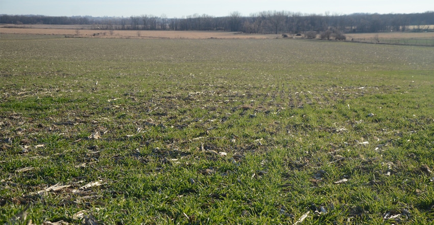 Field of cereal rye