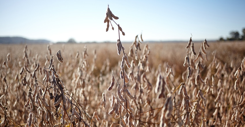 Dry field of soybeans in the fall