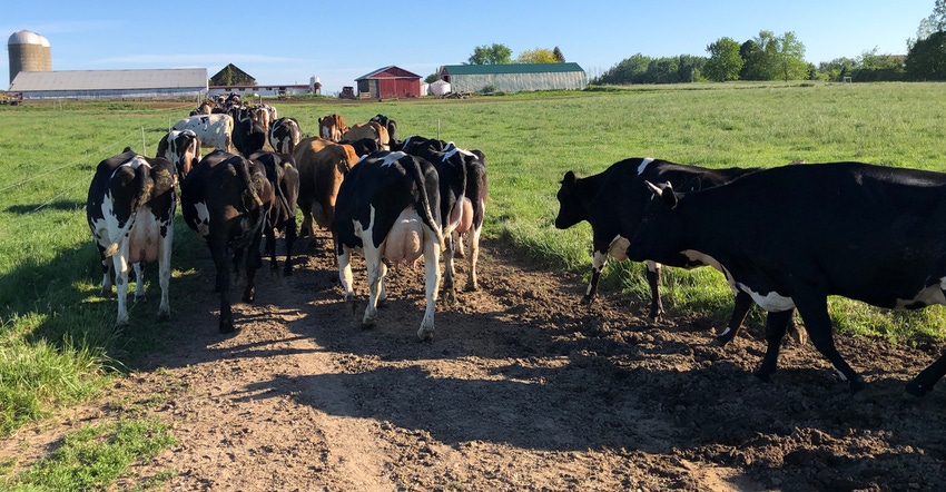herd of cattle walking towards farm