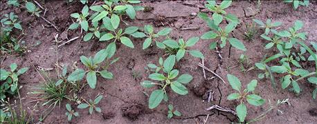 five_steps_toward_controlling_waterhemp_corn_soybeans_1_635886409193245804.jpg