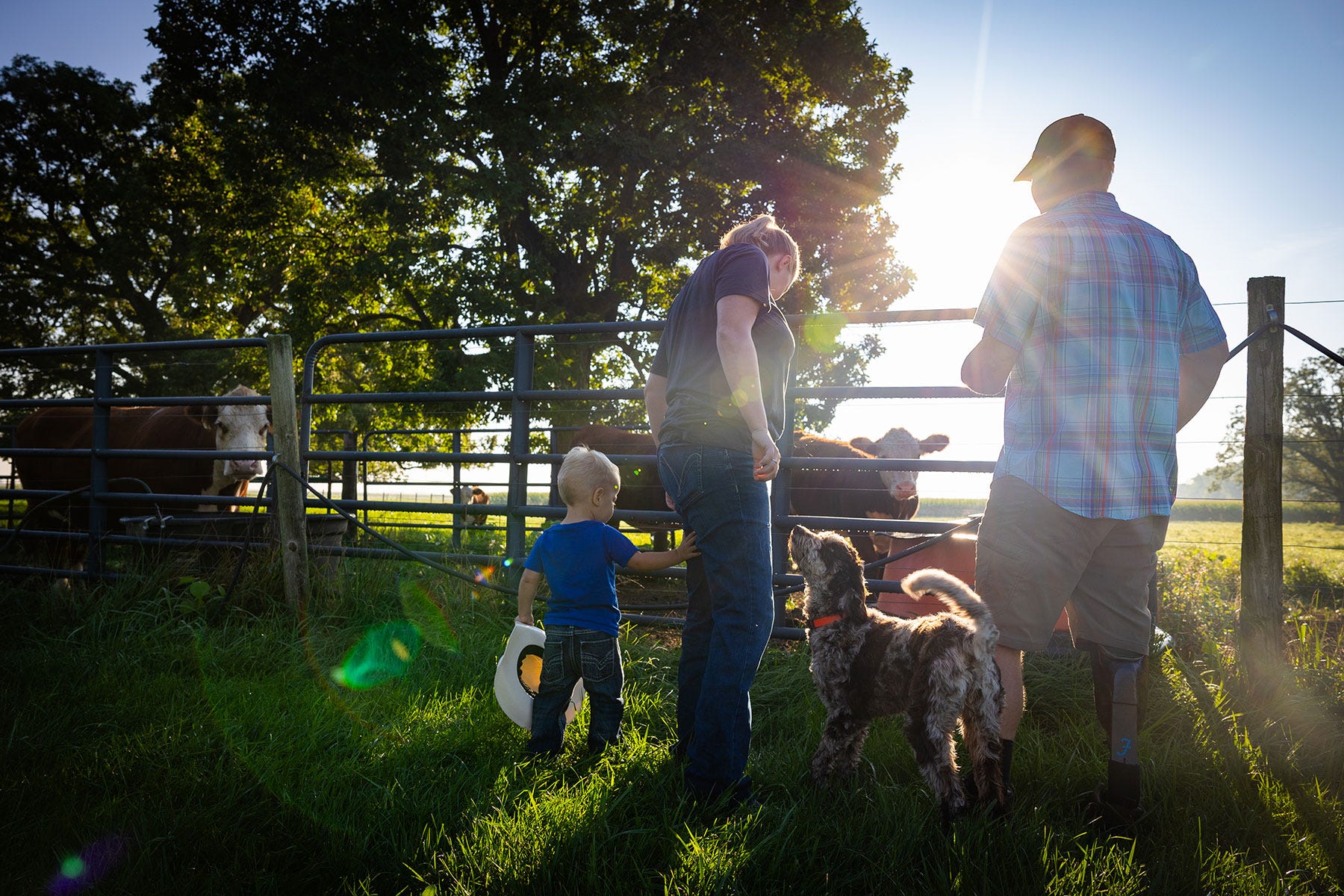 a couple with their little boy and dog feed cows in a pasture as the sun sets
