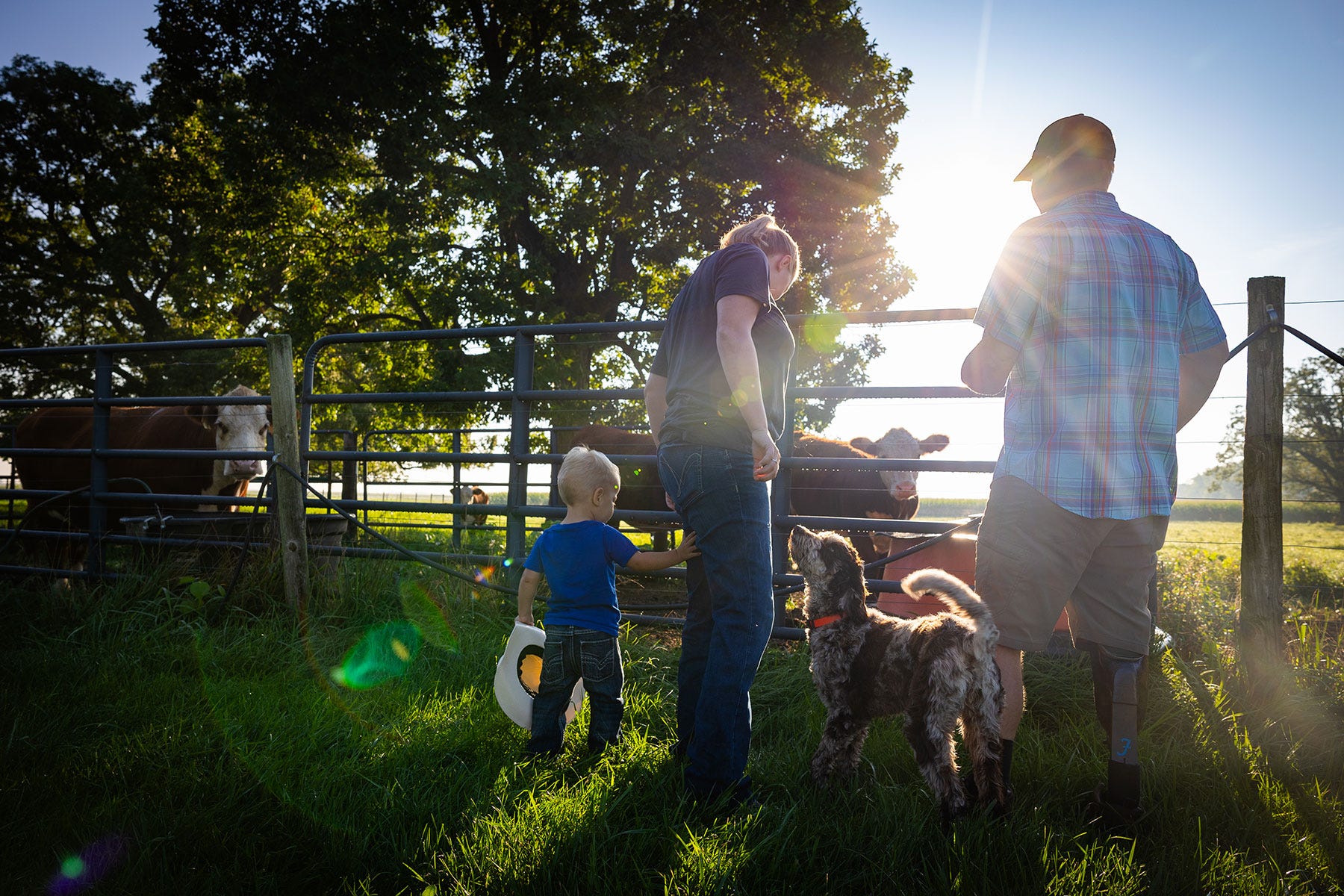 a couple with their little boy and dog feed cows in a pasture as the sun sets a couple with their little boy and dog feed cows in a pasture as the sun sets