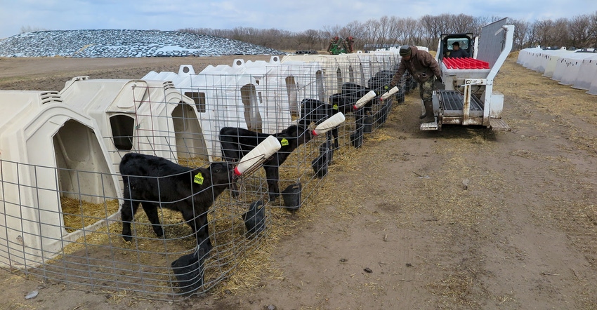 Bottles are delivered to a row of beef calves
