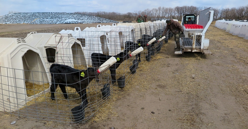 Bottles are delivered to a row of beef calves Bottles are delivered to a row of beef calves