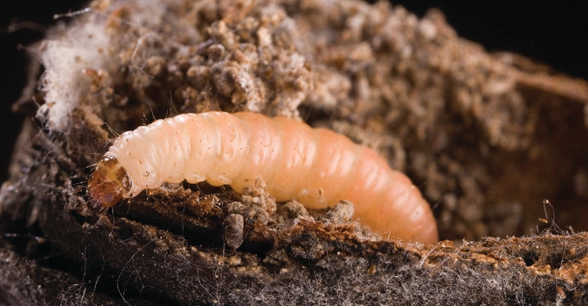 TNFP0519-ARS-navel-orangeworm.jpg