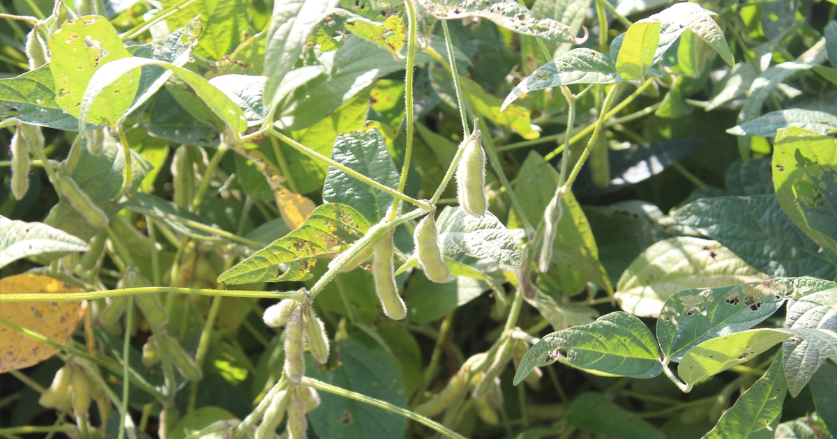 Make most of soybean hay and silage