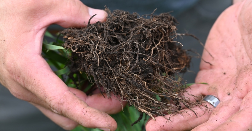hands holding soil mixing with decaying cover crop roots and residue