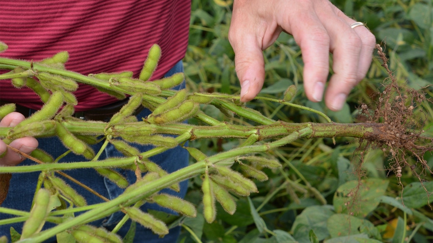 A close up of a soybean plant with a lot of pods attached
