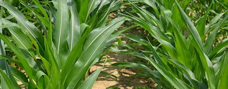 herbicides_keep_weeds_corn_2_635406011119568000.JPG