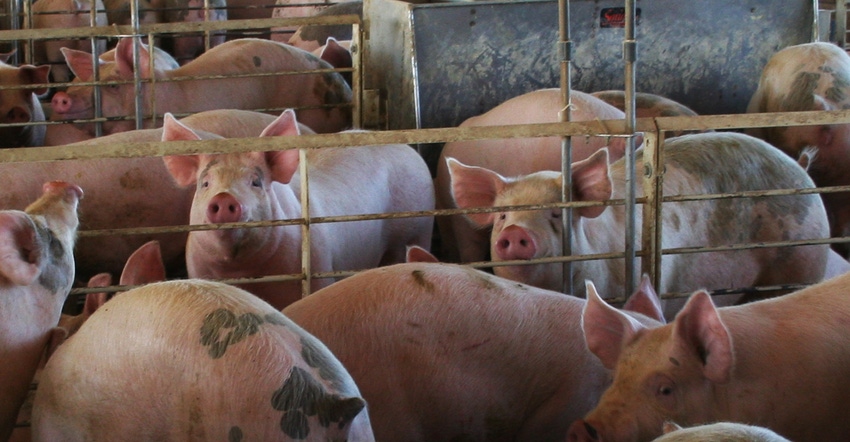 swine-finishing-barn-GettyImages-503663708.jpg swine-finishing-barn-GettyImages-503663708.jpg