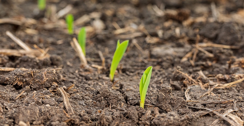  young corn emerging