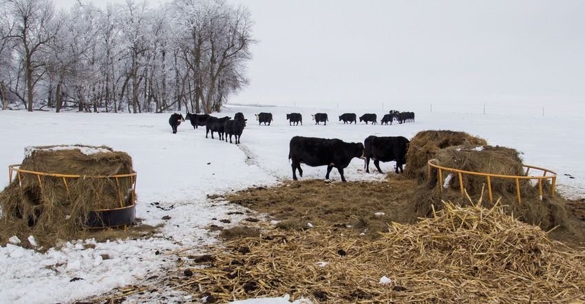 Herd of cattle walking out to their winter feeding area.