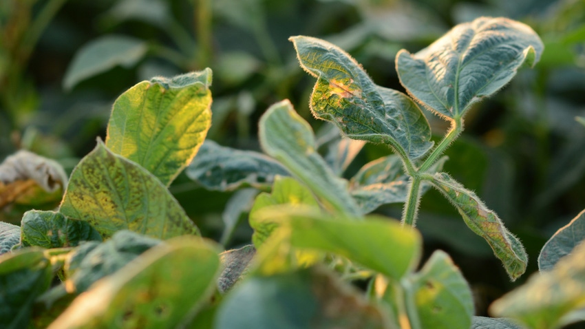  soybean plant showing signs of damage from dicamba