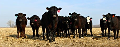 missouri_cattle_industry_continues_expand_1_635593691412383767.jpg