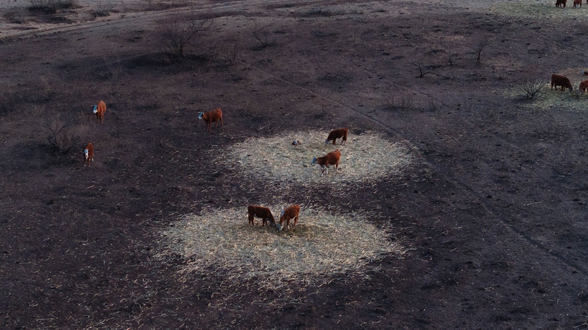 Aerial view shows cattle grazing on small islands of hay.