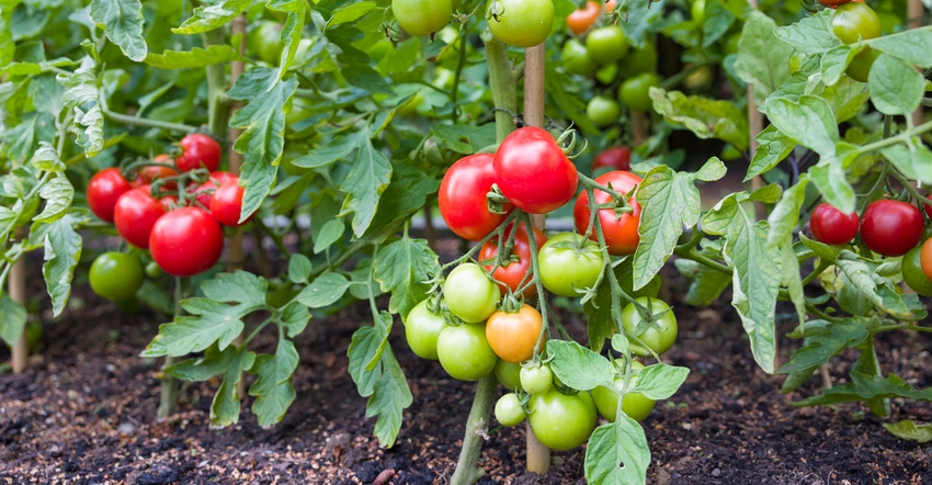 Tomato plants Tomato plants