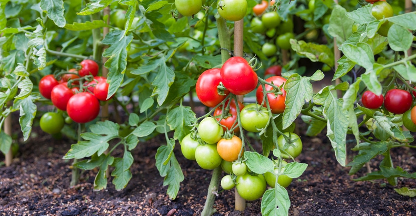 Tomato plants