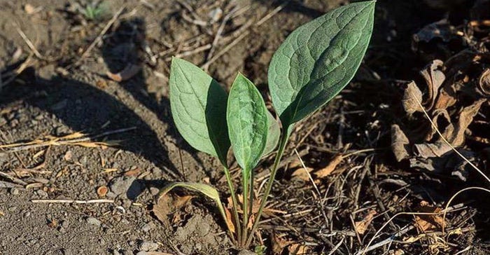 houndstongue plant emerging from the soil