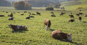 cows grazing in hilly pasture