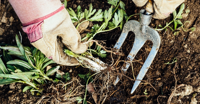 gloved hands removing weeds from soil with garden tool