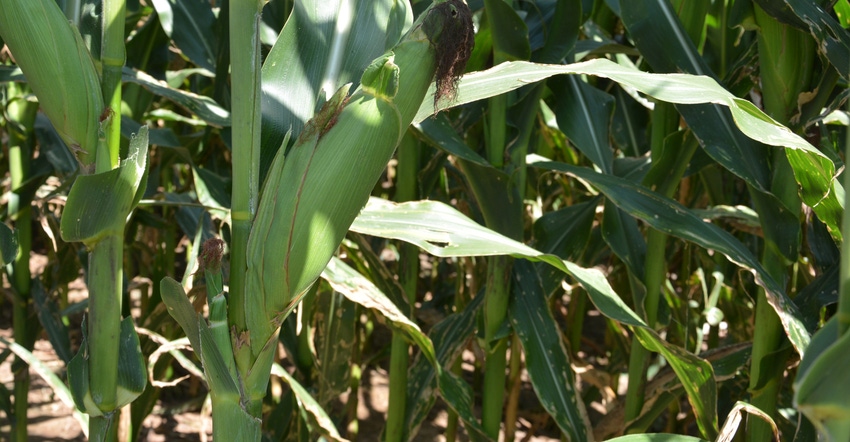 corn deficient in manganese, boron and zinc.