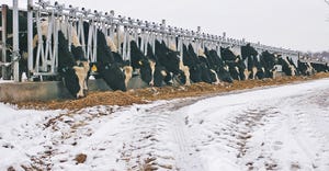 row of Holsteins feeding in stanchions