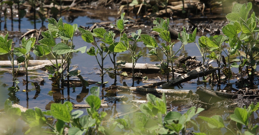 soybean plants submerged in flood water