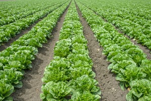 romaine lettuce crop in California