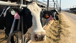 Dairy cattle at feeder