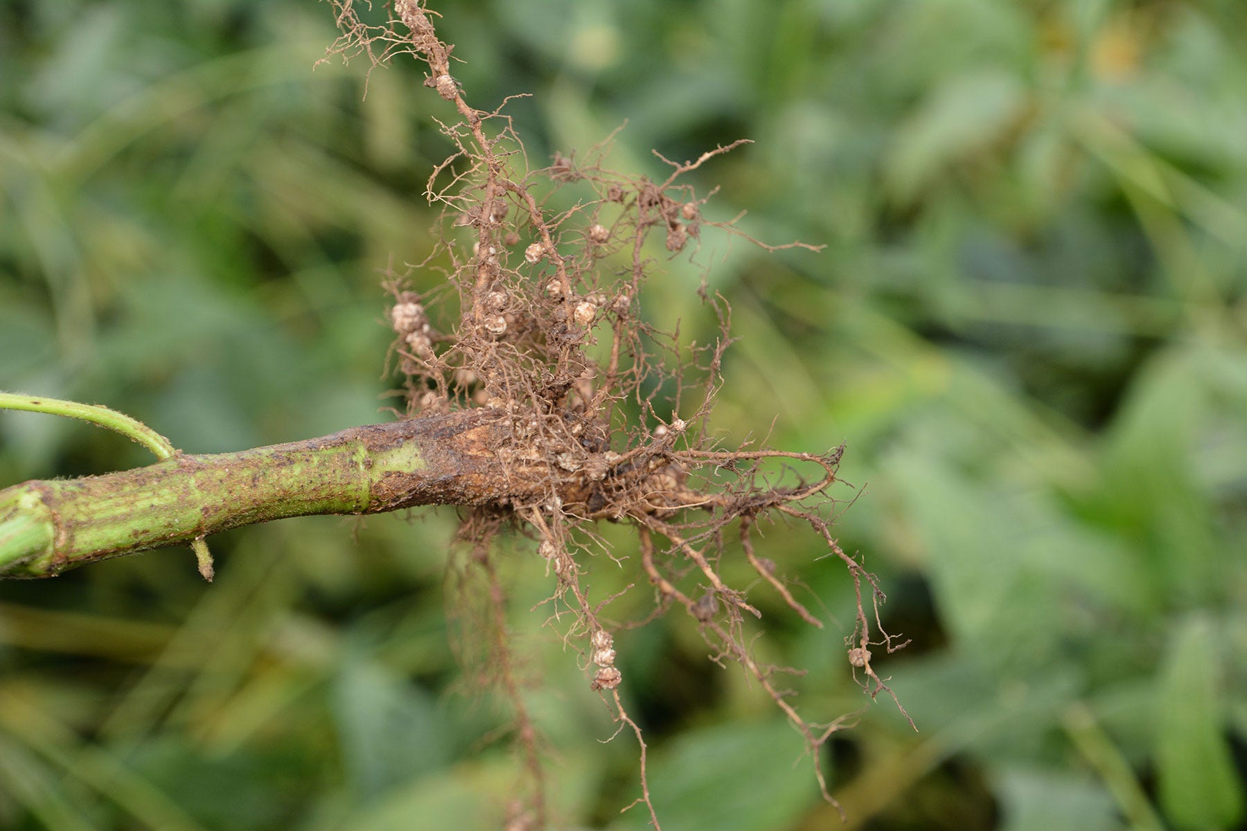 roots of a soybean plant with many nodules present