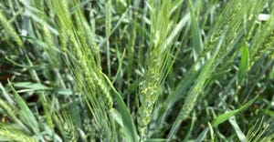 close-up of wheat plant