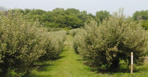 Apple trees at Kimmel Orchard at Nebraska City 