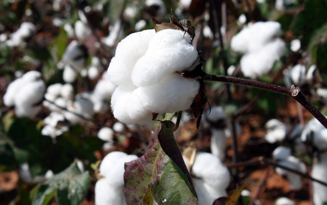 Proper timing of defoliation is important decision for cotton growers