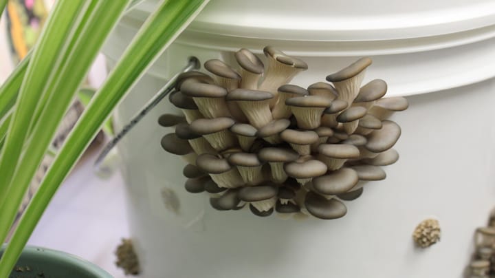 How to tap into Iowa’s growing mushroom movement