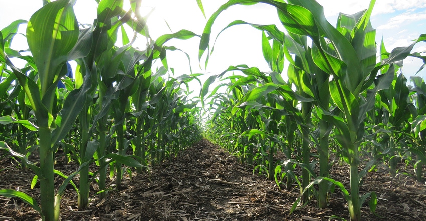 ground-level closeup of corn plants