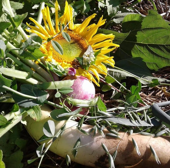 cover crop mix with radishes and sunflowers