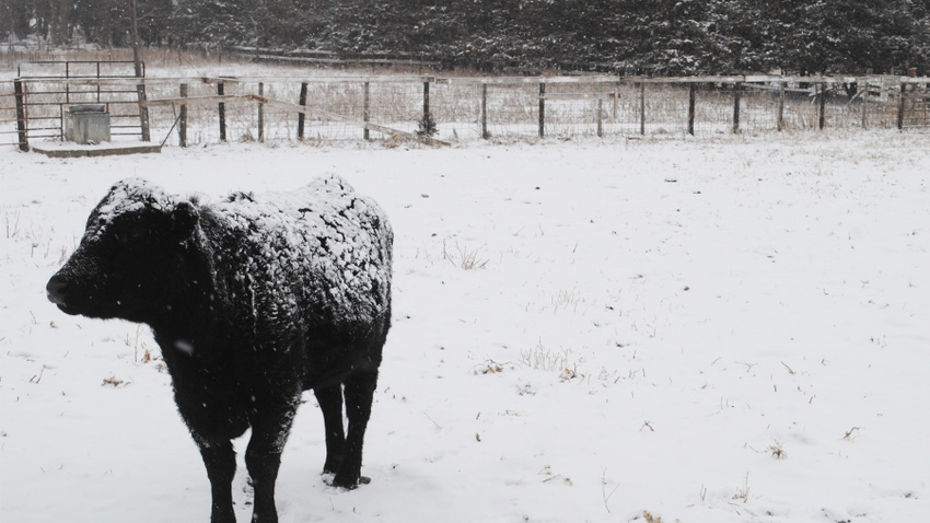 Cattle covered in snow and in a snowy field