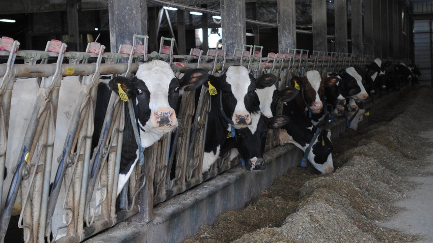 Holstein dairy cows at feed bunk