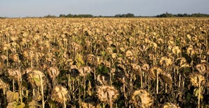Dried-dead sunflowers in field 