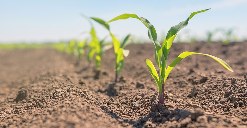Field of young corn Field of young corn