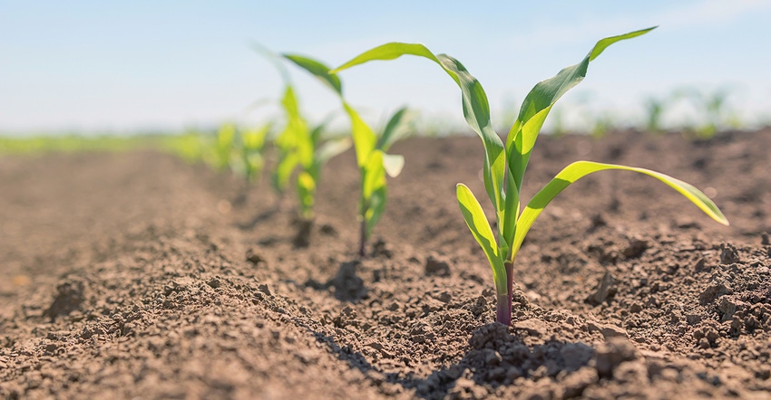 Field of young corn